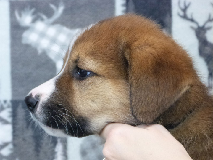 chinook puppy